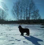 Превью фото № 178496