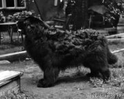 Превью фото № 178510