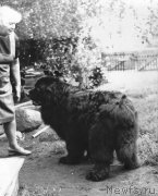 Превью фото № 178511