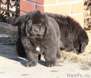 Превью фото № 178551