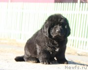 Превью фото № 178552