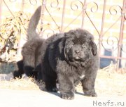 Превью фото № 178560