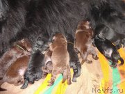 Превью фото № 178584