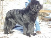 Превью фото № 178658