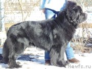 Превью фото № 178661