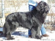 Превью фото № 178663