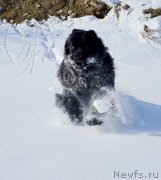 Превью фото № 178712