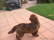 Превью фото № 178716