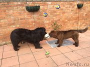 Превью фото № 178718