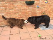 Превью фото № 178719