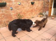 Превью фото № 178721