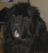 Превью фото № 178823