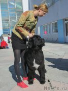 Превью фото № 178861