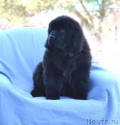 Превью фото № 178878