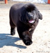 Превью фото № 178922