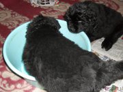 Превью фото № 178957