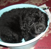 Превью фото № 178960