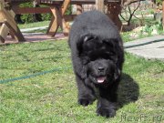 Превью фото № 178966