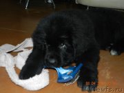 Превью фото № 178998