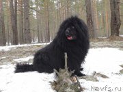 Превью фото № 179004