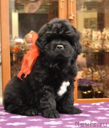 Превью фото № 179033