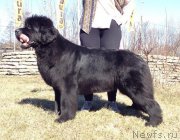 Превью фото № 179093