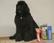 Превью фото № 179101