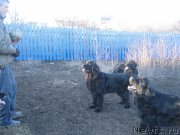 Превью фото № 179133