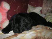 Превью фото № 179135