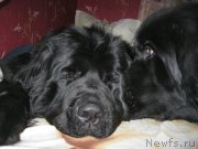 Превью фото № 179136