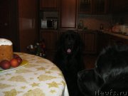 Превью фото № 179137