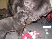 Превью фото № 179287