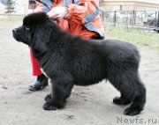 Превью фото № 179353