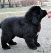 Превью фото № 179354