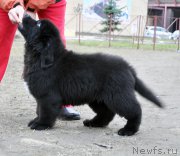 Превью фото № 179355