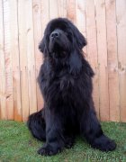 Превью фото № 179362