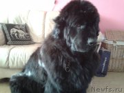 Превью фото № 179373