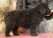 Превью фото № 179401