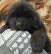 Превью фото № 179405