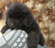 Превью фото № 179406