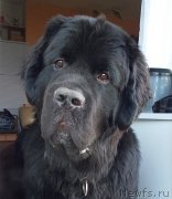 Превью фото № 179442