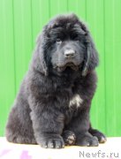 Превью фото № 179461