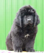 Превью фото № 179462