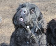 Превью фото № 179493