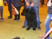 Превью фото № 179506