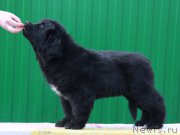 Превью фото № 179539