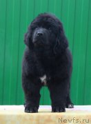 Превью фото № 179541