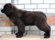 Превью фото № 179562