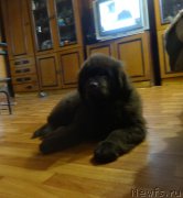 Превью фото № 179600