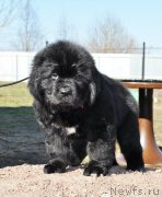 Превью фото № 179729